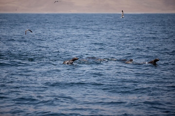 bellos Lobos marinos nadando y saltando en el mar del oc&eacute;ano pacifico en Per&uacute;
