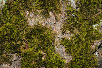 Beautiful green moss on the floor, moss closeup, macro. Beautiful background of moss for wallpaper.
