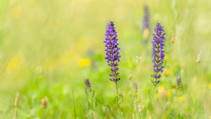 Scenic nature summer background of wild meadow flowers and grass at afternoon. Soft focus dreamlike image at sunny day. Fairytale landscape. Bright happy cheerful summer background for print or design