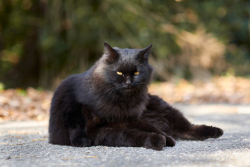 Naklejka na ściany i meble 道路の真ん中で座っている黒猫