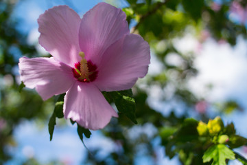 kwiat hibiskus lato makro różowy zieleń liście  © Katarzyna