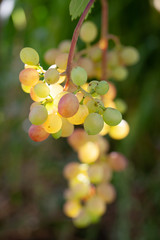 Bunch of ripe yellow grapes among green leaves