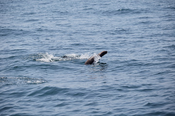 Fototapeta premium bellos Lobos marinos nadando y saltando en el mar del océano pacifico en Perú