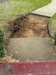 Section of sidewalk dug up with tree roots piled beside bare spot in front yard