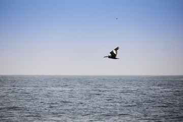 Pelícanos volando sobre el océano pacifico. Pelicans