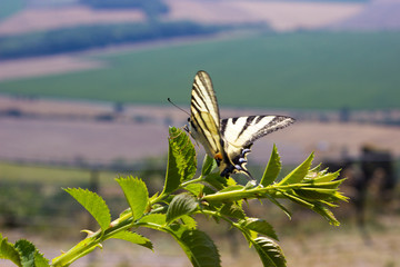 Beautiful swallowtail butterfly in the wild (5)