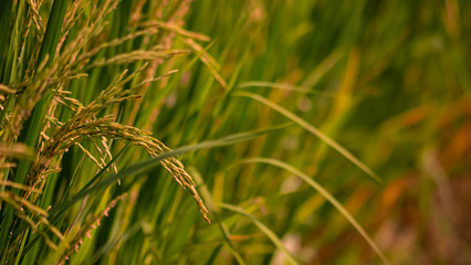 close up of yellow green rice field