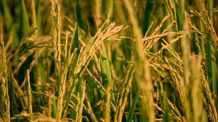 close up of yellow green rice field