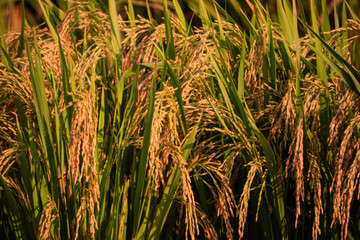 close up of yellow green rice field