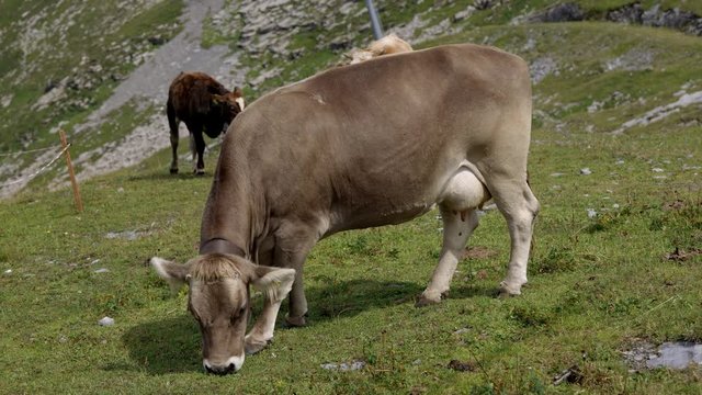 Cows and Cattle grassing in the Swiss Alps - typical Switzerland - travel photography