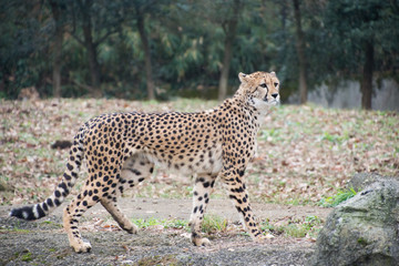 チーター