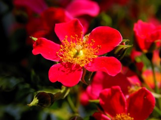 pretty red flower of rose bush in a garden