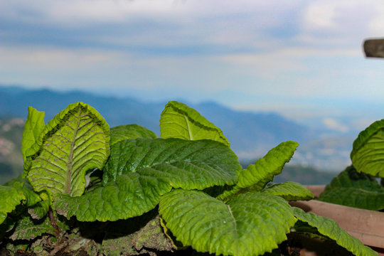 Green leaves close-up with beautiful mountains and sky in background. Black and white photo.