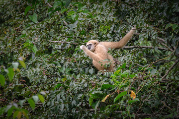 Fototapeta premium Gibbons on trees, tropical rainforest, Khao Yai National Park, Thailand