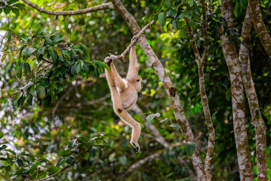Gibbons on trees, tropical rainforest, Khao Yai National Park, Thailand