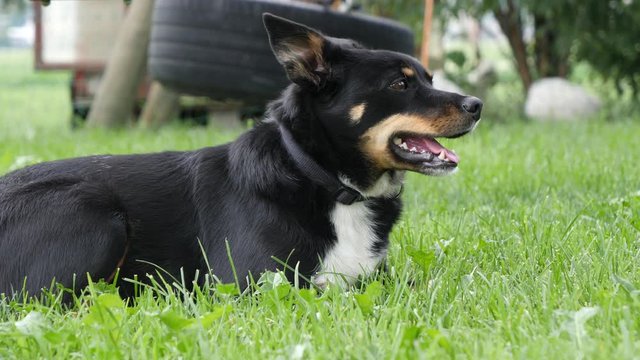 Excited domestic appenzeller sennenhund dog at swiss farm 