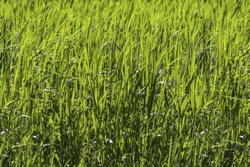 Fototapeta premium Beautiful seamless border horizontal texture of green Creeping Wild Rye grass is in summer