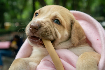 Perro comiendo