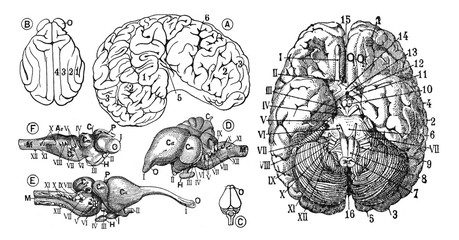 Human brain Anatomy - Antique engraved illustration from from La Rousse XX Sciele 1
