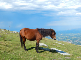 Cheval basque, pottok au sommet de la Rhune