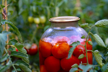 Close up of big glass jar with pickled vegetables in beds with growing tomatoes. Canned tomatoes in sealed jar on ground in vegetable garden.