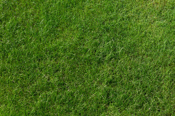 Green lawn background. Spring concept