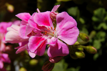 pretty pink flowers of geranium potted plant close up