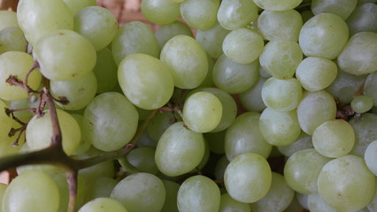 Ripe bunches of green grapes close-up.
