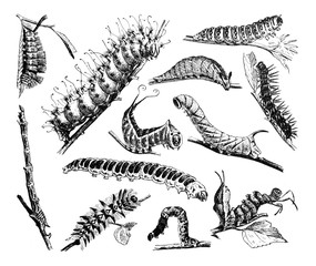 Caterpillar collection. Black caterpillars with different silhouette on white background. decorative for magazine or tatoo etc. / Antique vintage illustration from La Rousse XX Sciele 1
