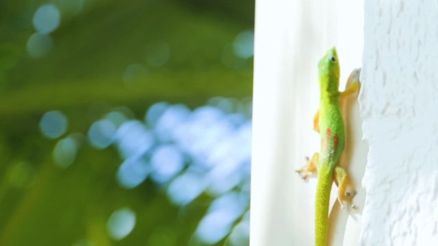 Anole climbs a white wall