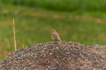 Crested lark on the rock