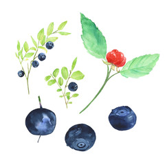 Collection of blueberry and stone bramble berry with leaves isolated on white background. Watercolor hand drawn illustration. Perfect for card, cover, print.