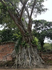 Ayutthaya