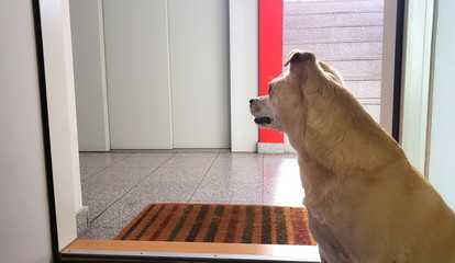 Kleiner Hund wartet auf sein Herrli