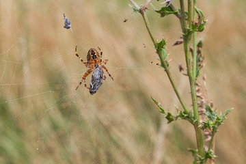 cross spider on the web with spuned fly