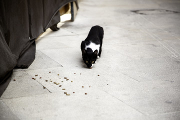 Homeless Stray Cats Feeding