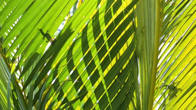 2 silhouettes of anoles sunbathing on palm leaves