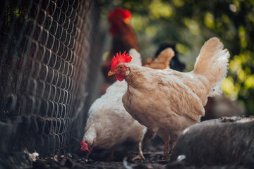 Chickens on dried grass in enclosure. White hens walking on heap of dried grass in enclosure on summer day on farm