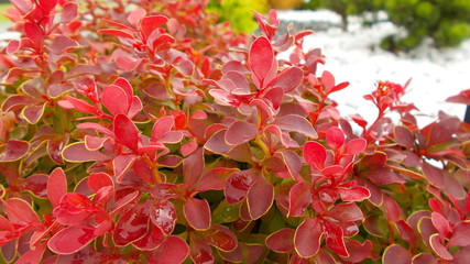Red leaves on a white-green background