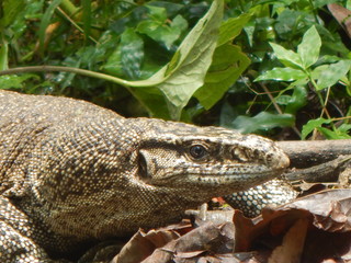 A terrible animal of India.