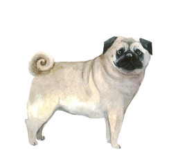 Fototapeta premium Watercolor cute pug on the white background. Dog funny illustration. Animal watercolor silhouette sketch. Hand draw art illustration. Graphic for fabric,tee-shirt, postcard, greeting card, sticker.