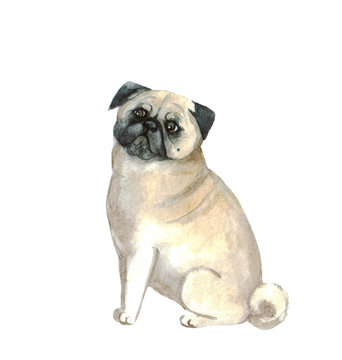 Watercolor cute pug on the white background.  Dog funny illustration.  Animal watercolor silhouette sketch. Hand draw art illustration. Graphic for fabric,tee-shirt, postcard, greeting card, sticker.