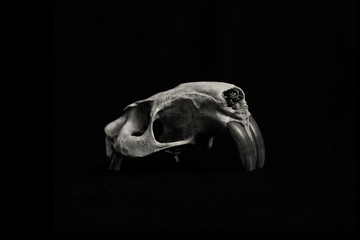 Fototapeta na wymiar Beaver skull in black and white