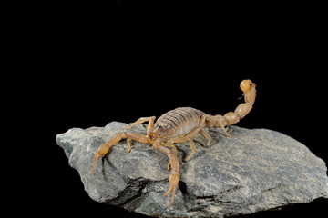 Fototapeta premium escorpión de caza en una piedra con fondo negro (Buthus occitanus) Marbella Andalucía España 