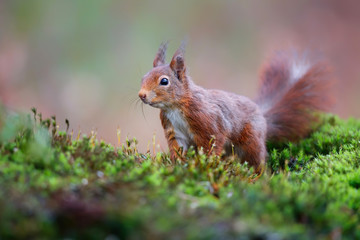 Naklejka na ściany i meble Red Eurasian squirrel searching for food at a pond in the forest in the South of the Netherlands