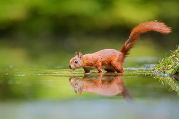 Red Eurasian squirrel searching for food at a pond in the forest in the South of the Netherlands