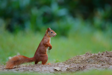 Red Eurasian squirrel searching for food at a pond in the forest in the South of the Netherlands