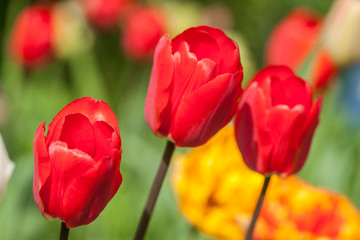 Fototapeta premium Three bright red tulips in the garden
