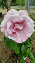 rosa