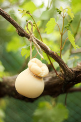 appetizing italian scamorza cheese tied to the grape tree branch